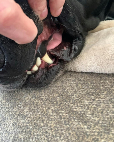 Customer testimonial video